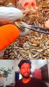 The process of taking xanthium seed | Mouse trap 2022