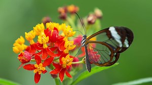 Beautiful glasswing Butterfly in nature on a plant