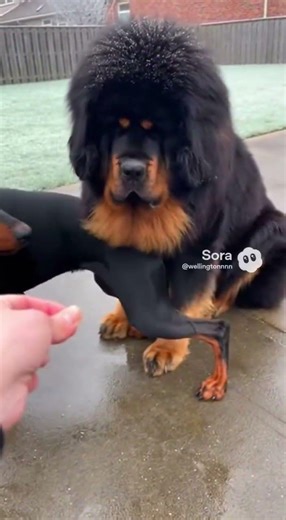 ONE GROWL. TOTAL FREEZE. THE MOMENT THAT STOPPED HIM COLD#short