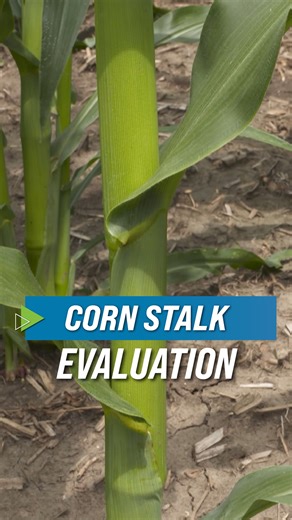 The more plants per acre you're going to plant, the thinner the stalk is going to be. | Ag PhD