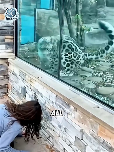 Understanding Snow Leopard Behavior: Trust Unveiled