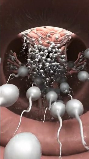 Process of reproduction #reproduction #copulation #clitoris #human reproduction #sperm #sciencefact