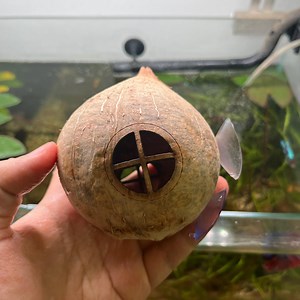 Coconut Shell Aquarium Cave With Driftwood, Natural Fish Tank Decor, Betta, Shrimp and Cichlid Hiding Spot - Etsy Australia