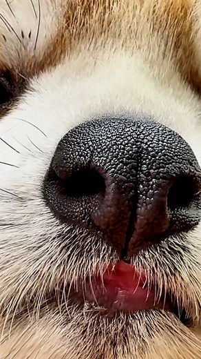 Red panda doing adorable things. 🐾🦊 #panda #cute #funny #fluffy | Ultimate Red Panda