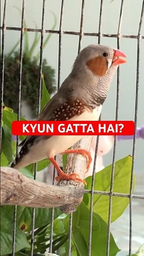 Zebra finch sounds 🎶 : Chirping | 4k , No Copyright, Relaxing | #birds #finch #finches