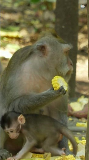 Discover the Fascinating Life of Baboons