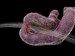 Your Body's Molecular Machines | How Your Body's Cells Divide & DNA copy (Mitosis & DNA Replication)