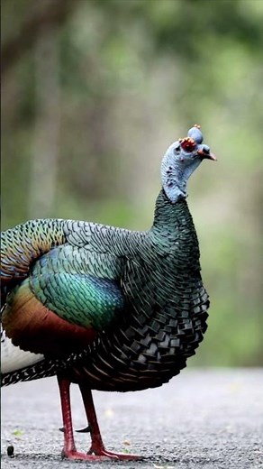 Birds Paradise Belize 🦜 | Discover Belize's Incredible Birdwatching Adventure