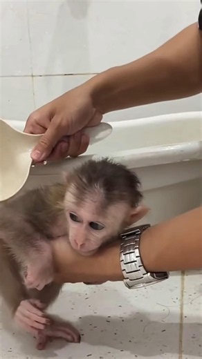 Baby Monkey Lala का नहाने का टाइम! 🛁🥹 सबसे प्यारा बेबी मंकी मोमेंट