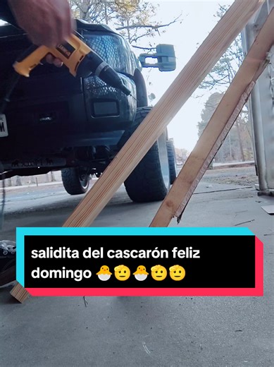 Construction in Progress: Sunday Fun with Baby Pollito