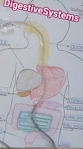 #working model #scienceproject #schoolproject #digestivesystem #fooddigestion #internalorgans #human