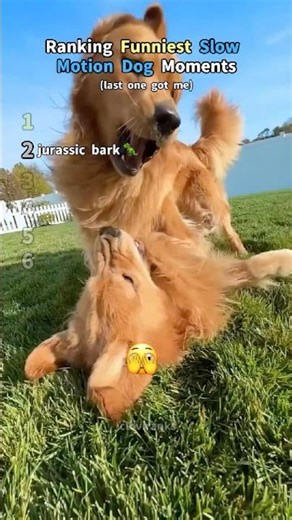 Ranking Funniest Slow Motion Dog Moments