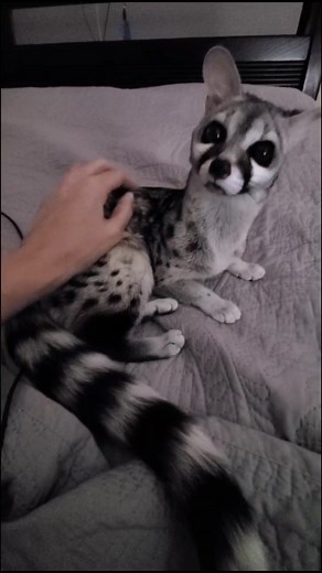 Zeek the Gent: Exploring the World of Genets