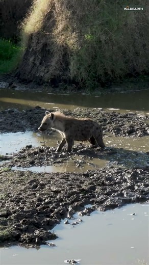Hyenas go for a morning swim - SafariLIVE Catch Up