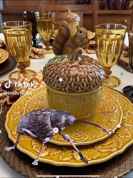 Weevils are one of the iconic fall bugs to me, up there with the woolly bear caterpillars for sure #weevil #weevilwednesday #entomology #insect #beetle #weevils #bugs