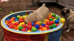 73K views · 1.1K reactions | Funny Pug Videos on Reels | Facebook