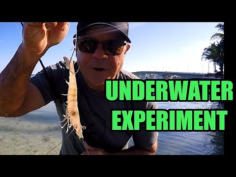 How To Hook Live Shrimp For Fishing, Underwater Footage Shows The Best Way To Rig Them