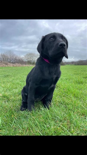 First holiday for the Moosinator! That’s me!!! I’ll show you my paw chases in my next video but for now this is what happened on day 1! #holidays #doggo #first #fyp #weekend