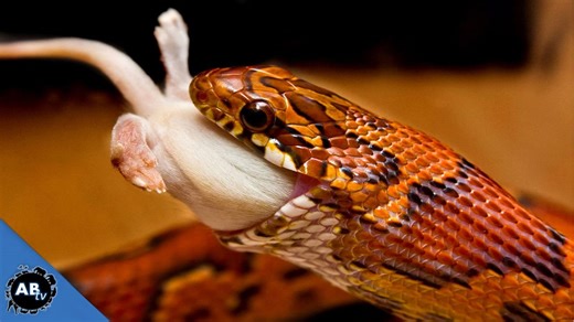SnakeBytesTV - 3 TIPS TO GET YOUR SNAKE TO EAT