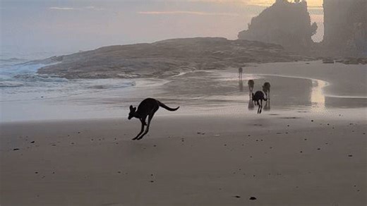 'Iconic Moment’: Kangaroos Leap Across Beach During Woman's Sunrise Stroll