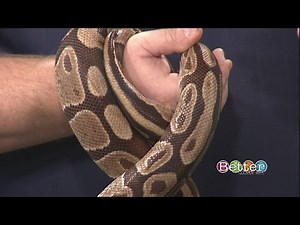 Meet royal python Jekyll