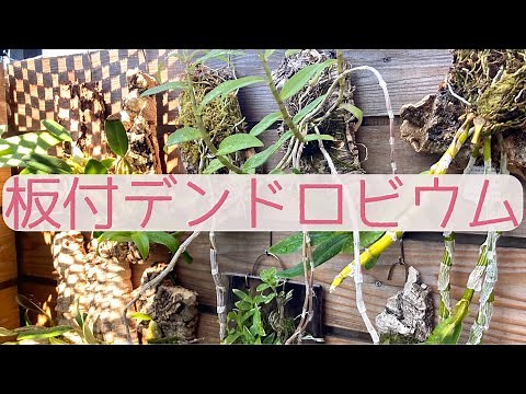 【真夏の観察】板付デンドロビウムをじっくり見る！
