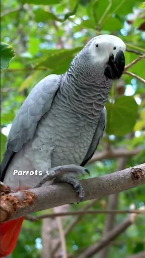 How and why do parrots talk? And do they know what they’re saying?