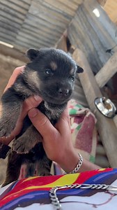 Dem Hund Medizin geben #hund #dogsoftiktok #hundeliebhaber #lustigerhund#fyp