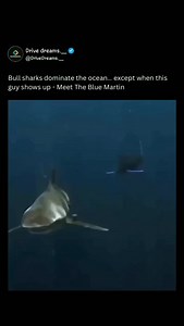 The blue marlin is one of the most powerful and aggressive predators in the ocean, known for its incredible speed, strength, and razor-sharp bill. Reaching lengths of up to 14 feet and weighing over 1,000 pounds, this apex predator is not only a symbol of raw power but also a serious threat to anything that crosses its path—including other large marine animals. What makes the blue marlin dangerous is its combination of agility, explosive bursts of speed (over 60 mph), and its ability to impale p