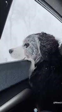Dogs Experiencing Snow for the First Time\r❄️🐶😂