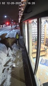 “Moose Attacks Reflection, Shatters Window” Saskatoon, Saskatchewan — November 20, 2025 A late-night shopping experience in Saskatoon was violently interrupted Saturday when a large bull moose, apparently mistaking its own reflection for a rival, charged and shattered the storefront window of a downtown bookstore. Security camera footage shows the confused animal slipping on the icy sidewalk before squaring off with its reflection in the large plate-glass window. Inside, customers and staff can