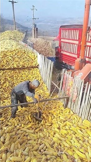 Labor-Saving Corn Feeding Method for Thresher | 2-Person Rope Shovel Trick