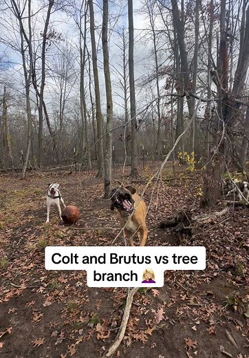 Dogs Playing in the Woods: Colt and Brutus Adventures