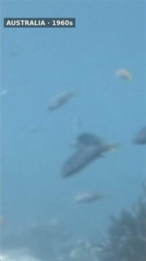 Great Barrier Reef Marine Life, Australia (1975) #short #shorts