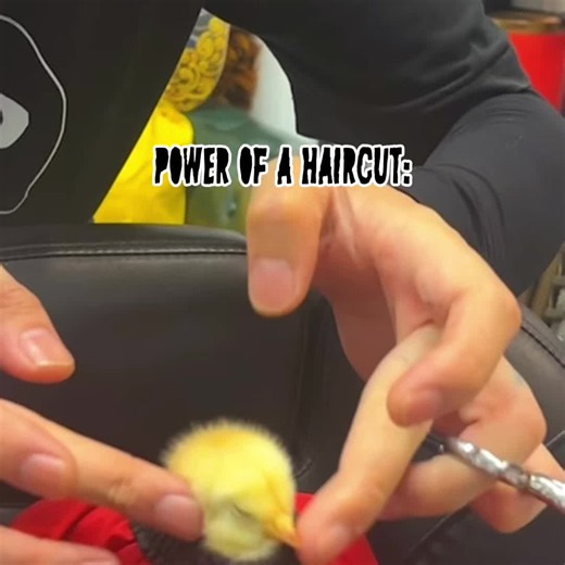Power of a haircut🐥 #haircut #funny #meme #fyp #watchthisnow @𝙈3 | Haircut