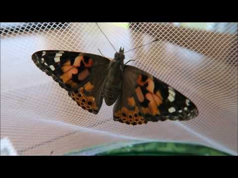 Painted Lady Butterfly Metamorphosis. Butterfly Garden from Insect Lore