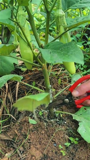Crop Pruning and Maintenance: Precision Shears Lower Stem Leaf and Branch Snipping Technique 🍅🍆✂️✨