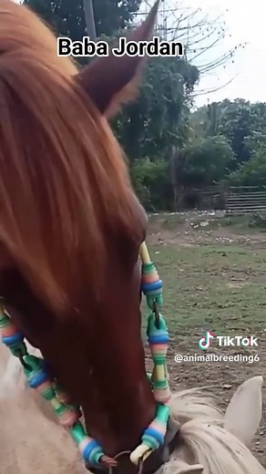 Understanding Horse Breeding: Key Concepts and Practices