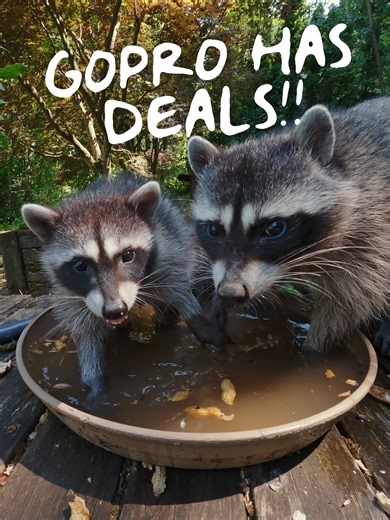 Deals? We've got 'em 🎁 Save up to $150 on cameras for a limited time at GoPro.com 🎥 #GoProMAX2 just $399 📹 #GoProHERO13 Black just $319 📷 #GoProLitHERO just $219 Captured by #GoProAwards Recipient Ian Moore. | GoPro