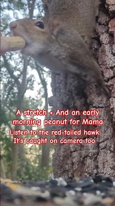 A stretch and an early morning peanut for this mama squirrel - fox bear woodpecker sandhill cranes +
