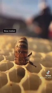Even though bees don’t have nostrils, lungs or gills, they breathe through 10 pairs of valves on their body. These valves, called spiracles, are located on the sides of their body; three pairs on the thorax, six on the abdomen, and one pair hidden within the sting chamber. Though it may appear that the bee is panting, this motion is actually the bee drawing in air through it’s spiracles which is then vacuumed into a complex structure of tracheae and air sacs. Bees can suffocate from the use of c