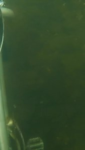 662K views · 6.4K reactions | Moby D*ck Spotted  | D ALL MY D | Facebook