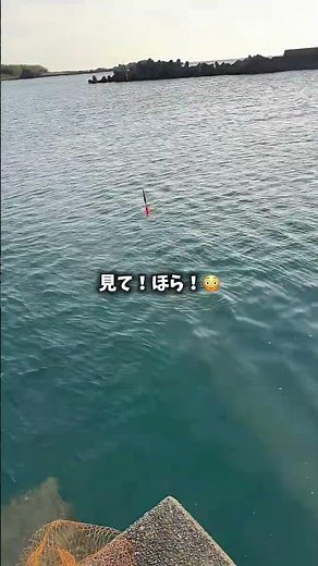 イカのウキ釣りです！エギングより簡単なので初心者にとってもおすすめ！#アオリイカ #アオリイカ釣り #ウキ釣り #泳がせ釣り #fishing