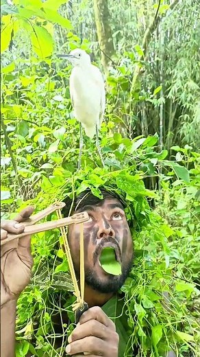 ditb soung#birds #animals