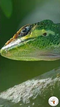 Cuban Knight Anole Florida’S Most Intimidating Tree Lizard