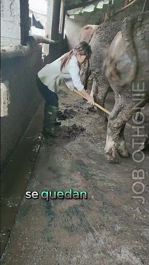 como limpiar un establo