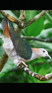 Green Imperial Pigeon: A notable avian resident of Southeast Asia, this large bird boasts iridescent green plumage. It primarily dwells in tropical forests and sustains itself on a diet of fruits and seeds, thereby contributing to seed dispersal. Its distinctive call is a hallmark of its presence, often heard from lofty perches. Although not presently threatened, habitat loss presents a potential danger to its population in certain regions. #reels #instagram #birds | Bird Lovers