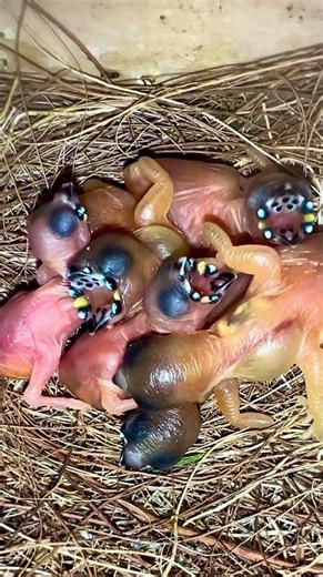 Gouldian Finch Chicks
