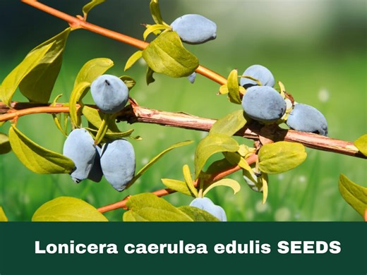 5 Honeyberry Seeds Lonicera Caerulea Edulis Cold Hardy Edible Berry Shrub for Garden Containers Backyard Orchard - Etsy