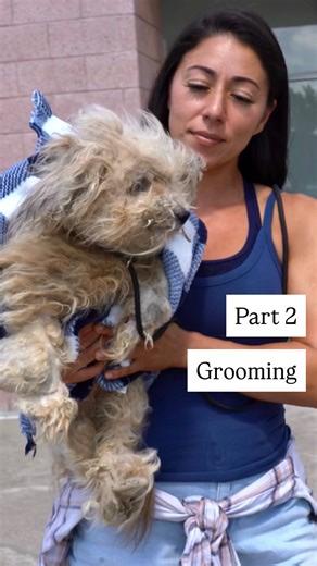 Stephanie Rodriguez on Instagram: "You’re safe sweet girl! Let’s get you cleaned up! We also need help picking her name. These are the top 3💕 ————- New IG Subscription option for access to the private page! Click on my profile and you’ll see the subscription button! • Every rescue dog has a story. Uncover it with @wisdompanel so they can get the best care. Get 20% off the most accurate pet DNA test with PAWERFUL20—link in bio! Rescue fueled by @ryzehrt . Link in bio to optimize your health and